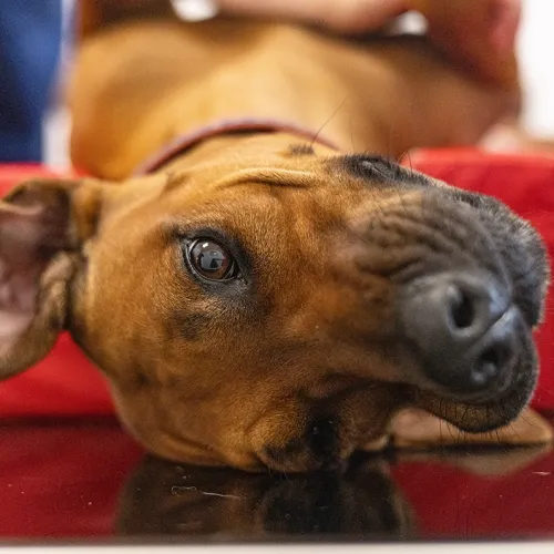 Ein brauner Hund liegt auf dem Rücken auf einer roten Unterlage. Der Hund schaut mit einem großen, runden Auge zur Kamera.